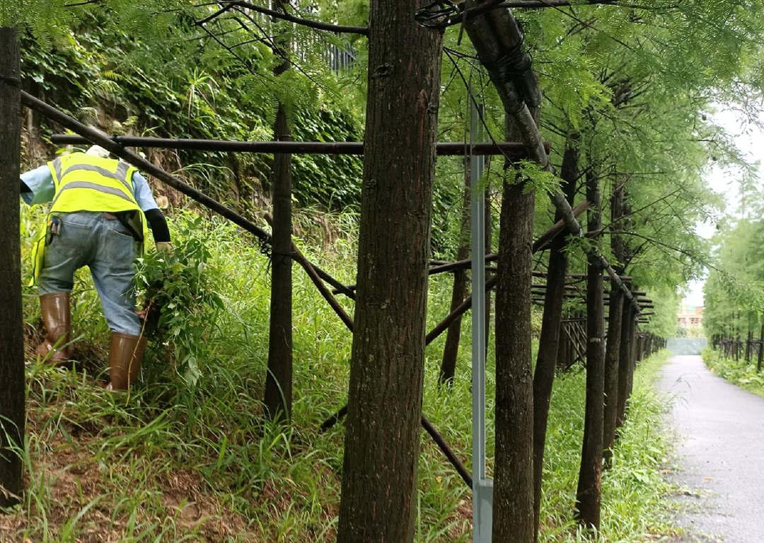 菲律宾网赌合法平台加强雨季下的绿化养护工作措施